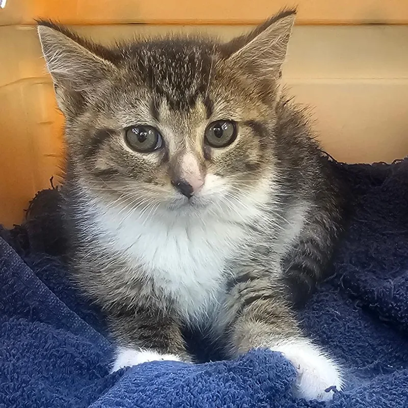 A young small-sized male Domestic Short Hair cat named Noctis for adoption in Hedgesville, WV
