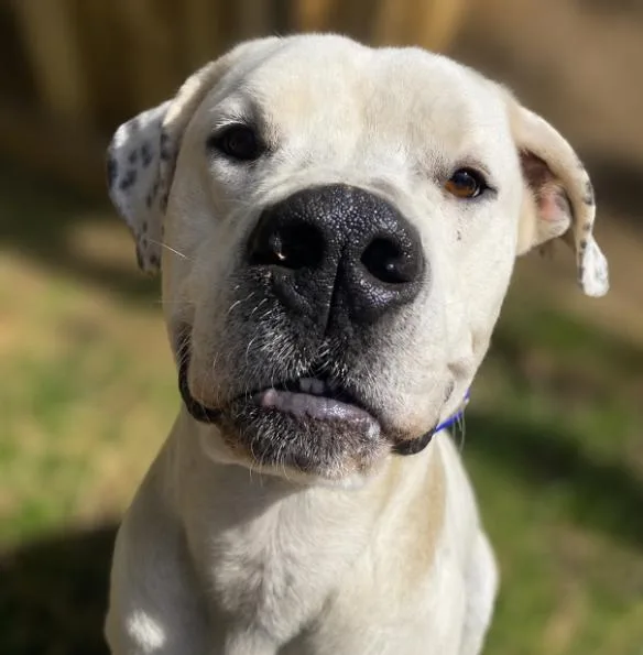 An adult large-sized male White / Cream Dogo Argentino dog named Sox for adoption in Naperville, IL