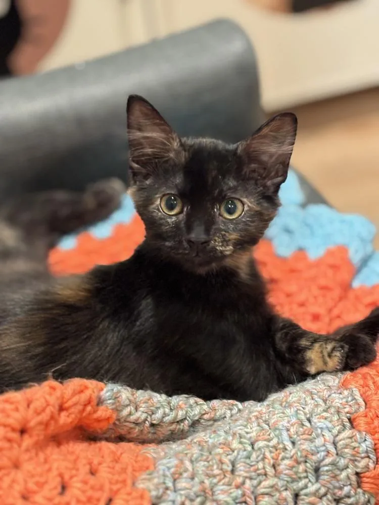 A baby small-sized female Brown / Chocolate Domestic Medium Hair cat named Seraphina for adoption in Dallas, TX