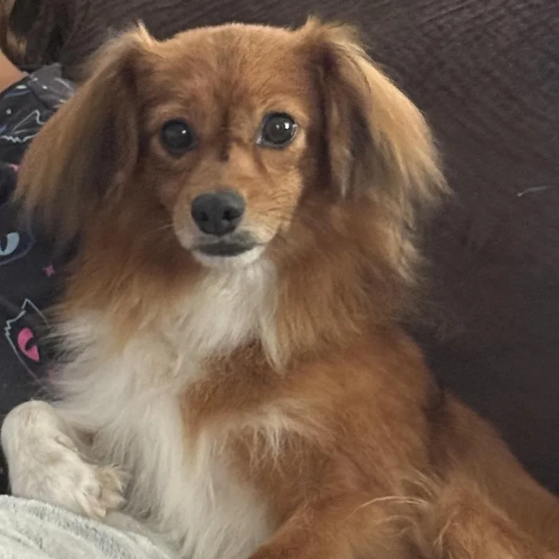 An adult small-sized male Apricot / Beige Papillon dog named Hot Dog for adoption in Rockville, MD