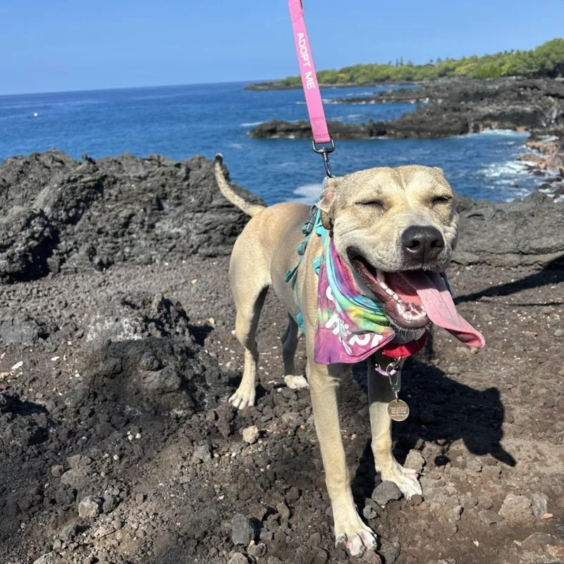 Bumble Bee thumbnail 3