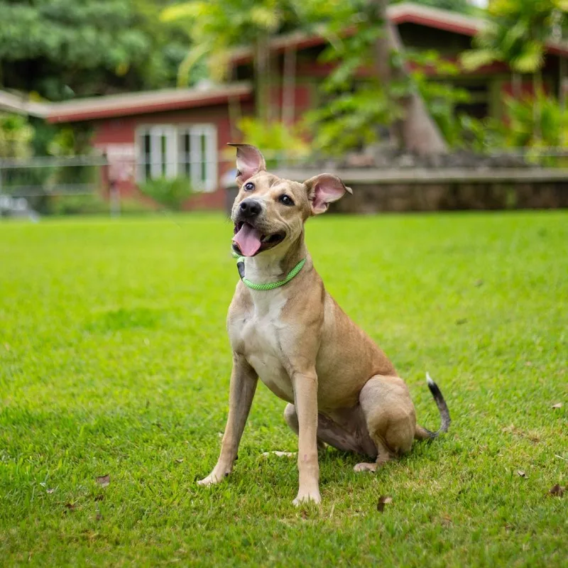 Bumble Bee thumbnail 4