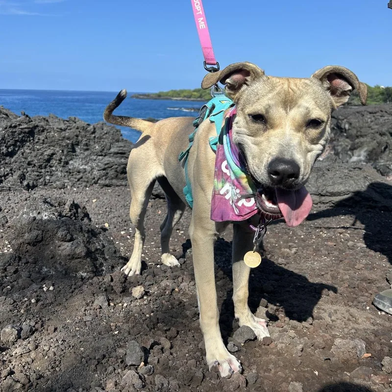 Bumble Bee thumbnail 5