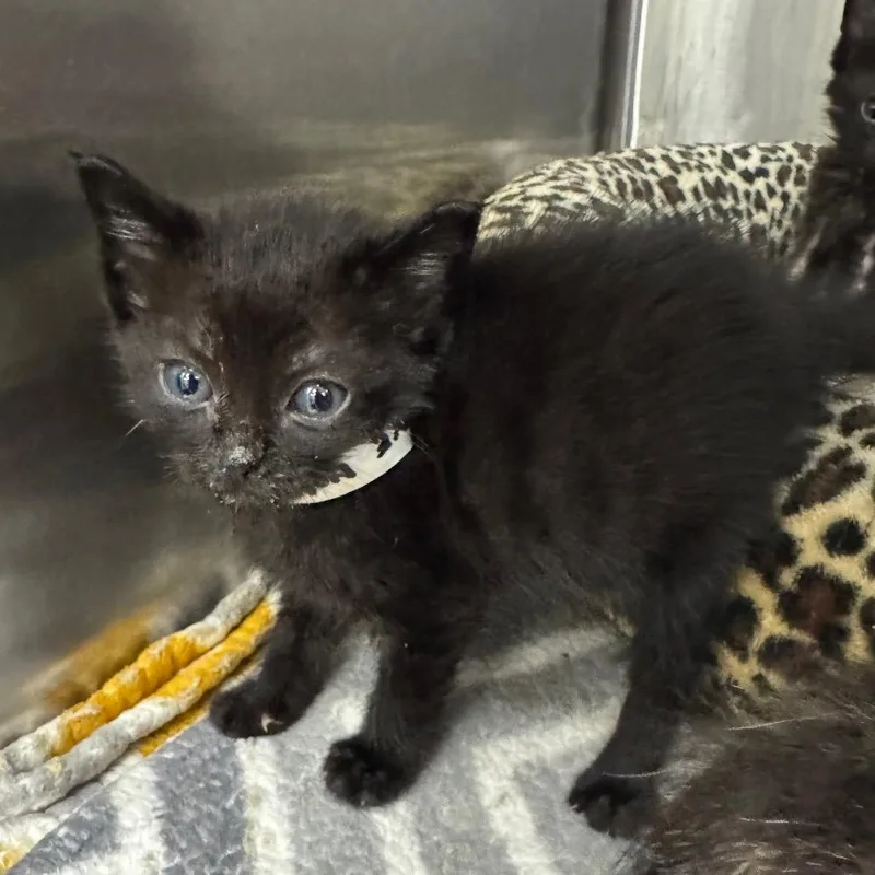 A baby small-sized male Black Domestic Short Hair cat named Space Mountain for adoption in Los Angeles, CA