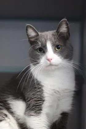 Prunella thumbnail 2