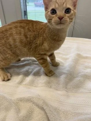A young medium-sized female Domestic Short Hair cat named Marigold for adoption in Lafayette, IN