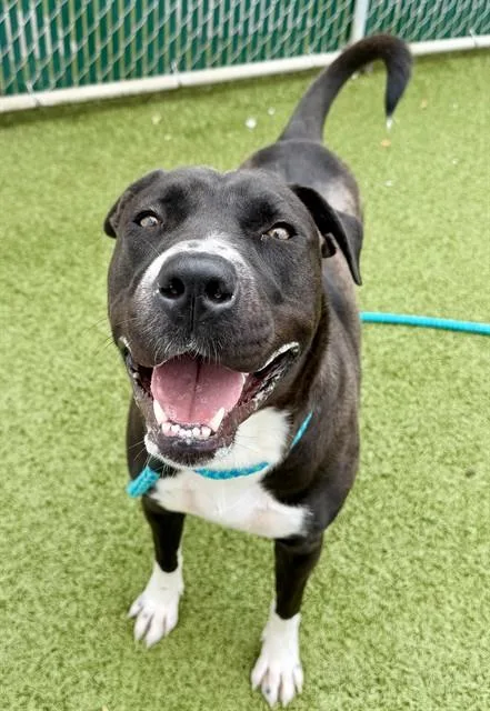A young medium-sized female Labrador Retriever dog named Berrylicious for adoption in Olivette, MO