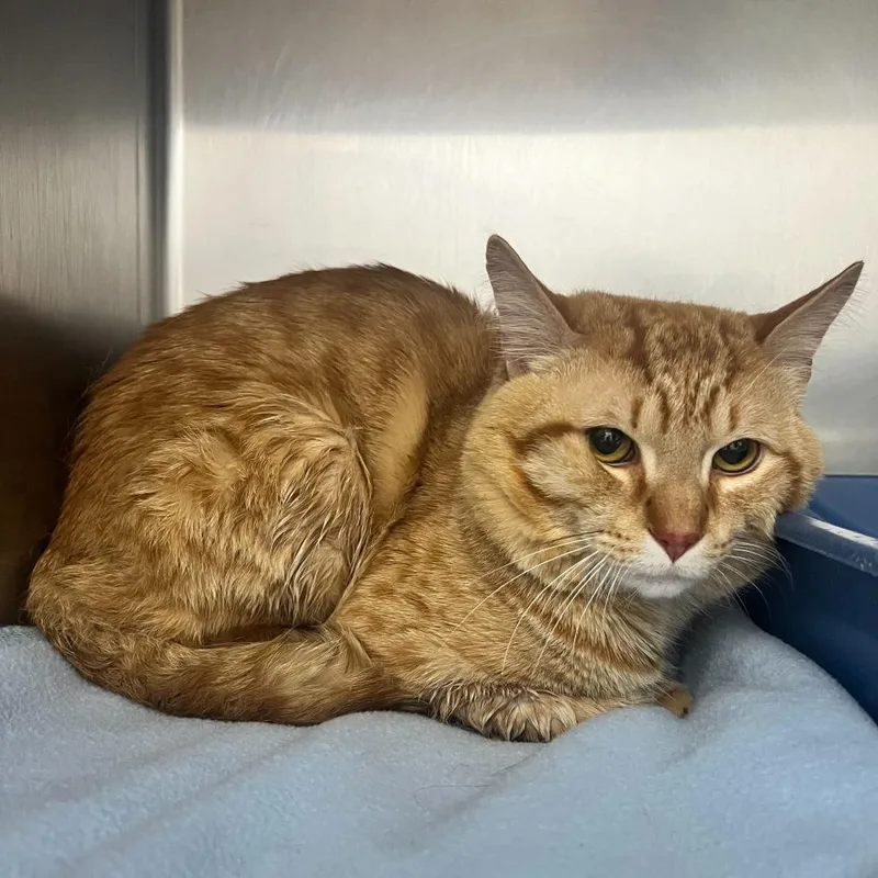 An adult medium-sized male Orange / Red Domestic Short Hair cat named Zest for adoption in Deerfield, IL