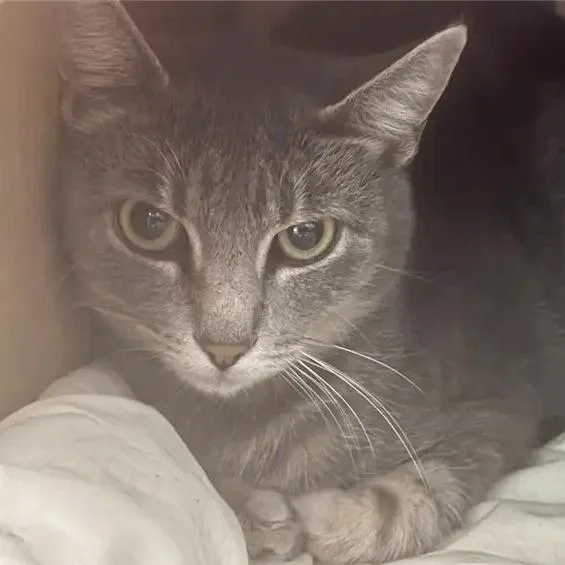 An adult medium-sized female Gray / Blue / Silver Domestic Short Hair cat named Dolly for adoption in Saint Louis, MO