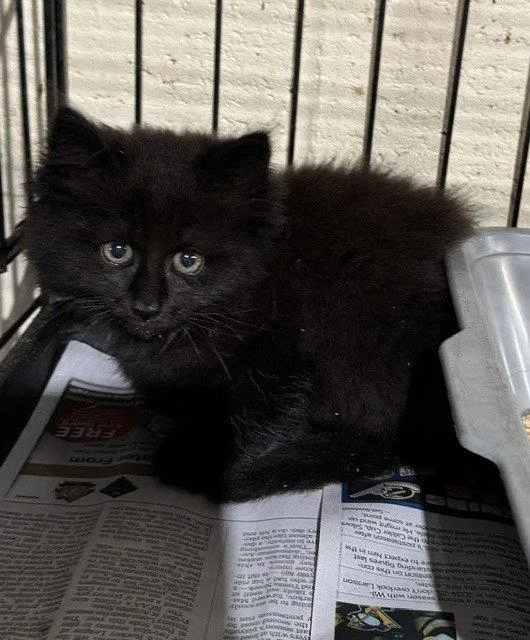 A baby medium-sized female Domestic Long Hair cat named Mahindra for adoption in Apollo, PA