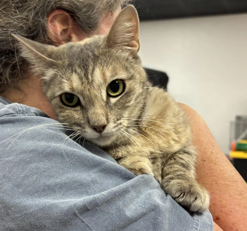 A young medium-sized female Tabby cat named Rose for adoption in Vallejo, CA