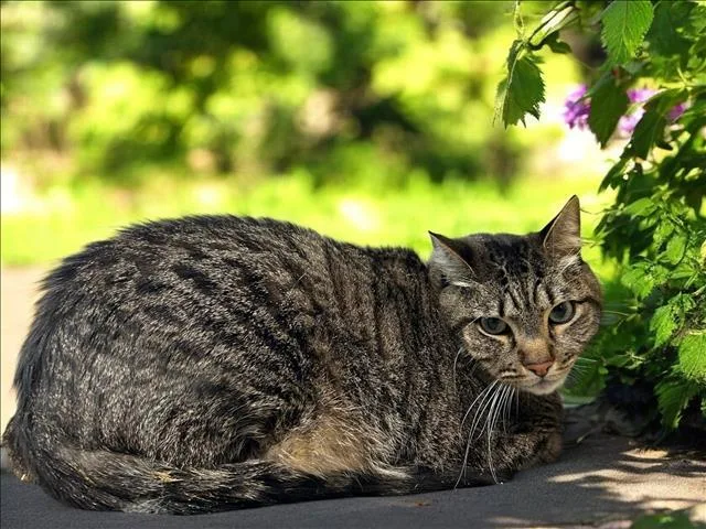 An adult extra large-sized male Domestic Short Hair cat named Kylo for adoption in San Pedro, CA