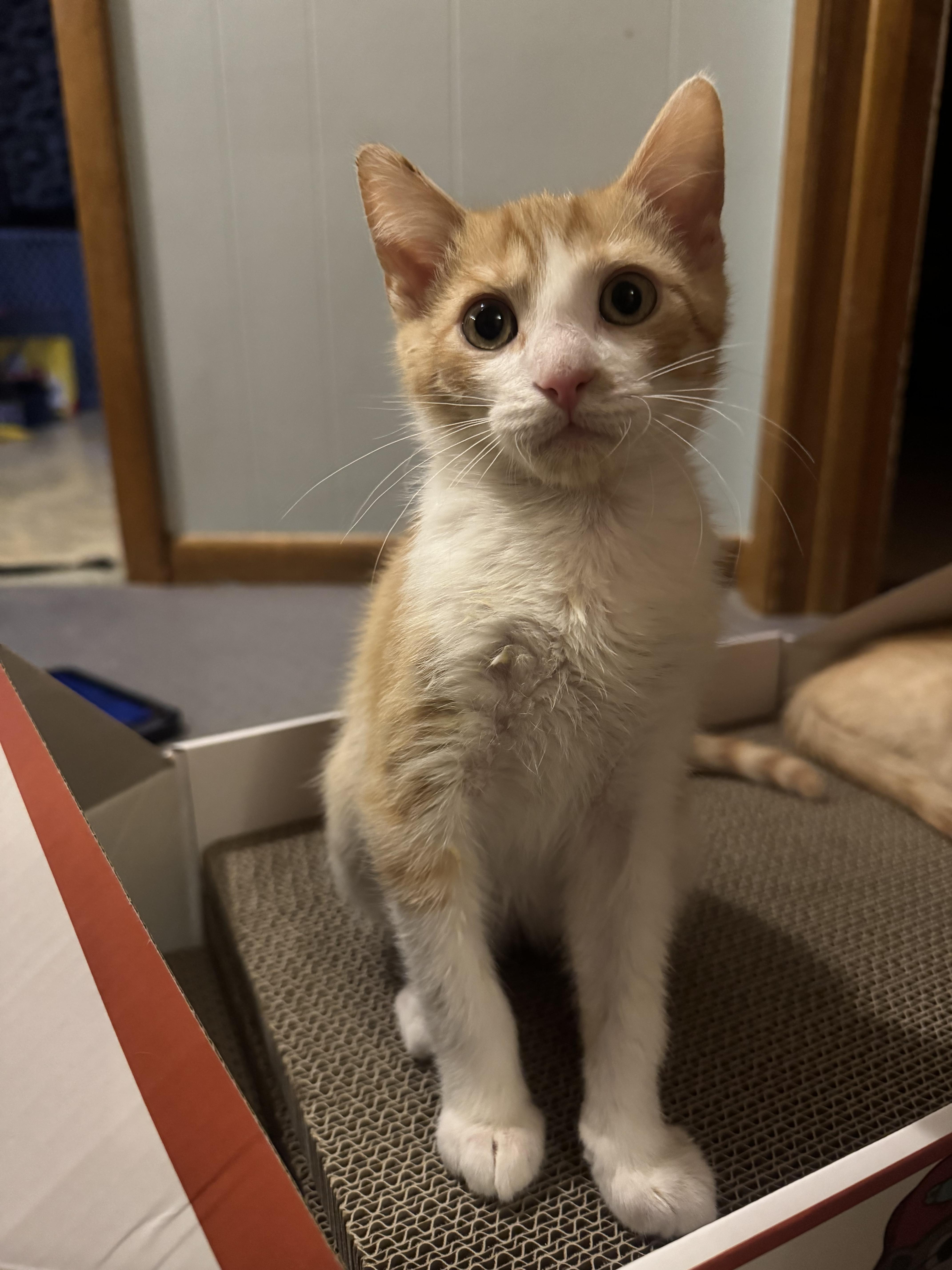 A baby small-sized male Orange & White Domestic Short Hair cat named Jack for adoption in Faribault, MN
