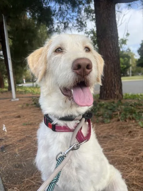 A young small-sized female Labrador Retriever dog named Lucky for adoption in Fremont, CA