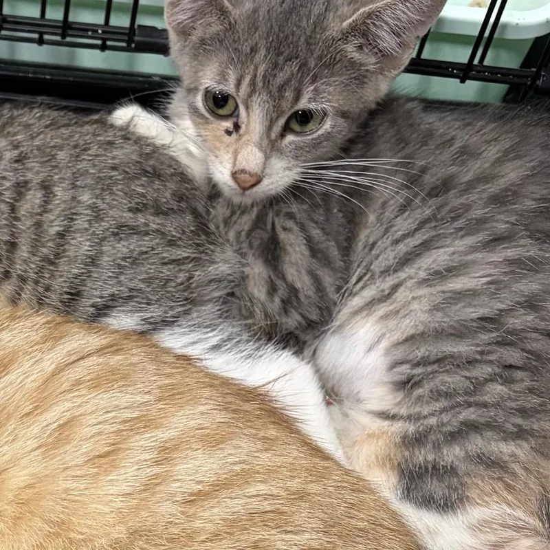 A baby small-sized female Gray / Blue / Silver Domestic Short Hair cat named Nash for adoption in Rochester, MN