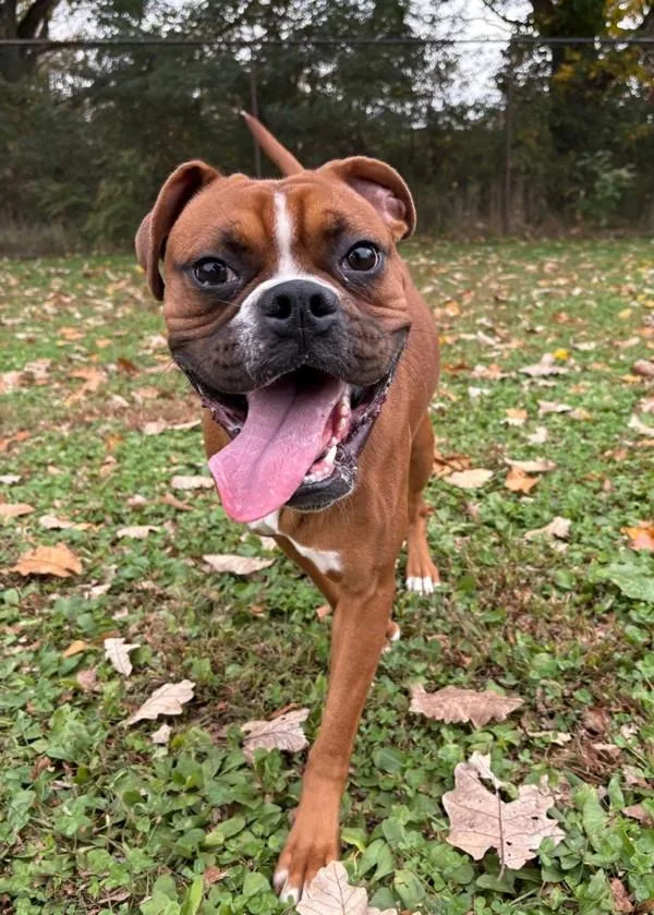 A young medium-sized male Boxer dog named Beaker for adoption in Skillman, NJ