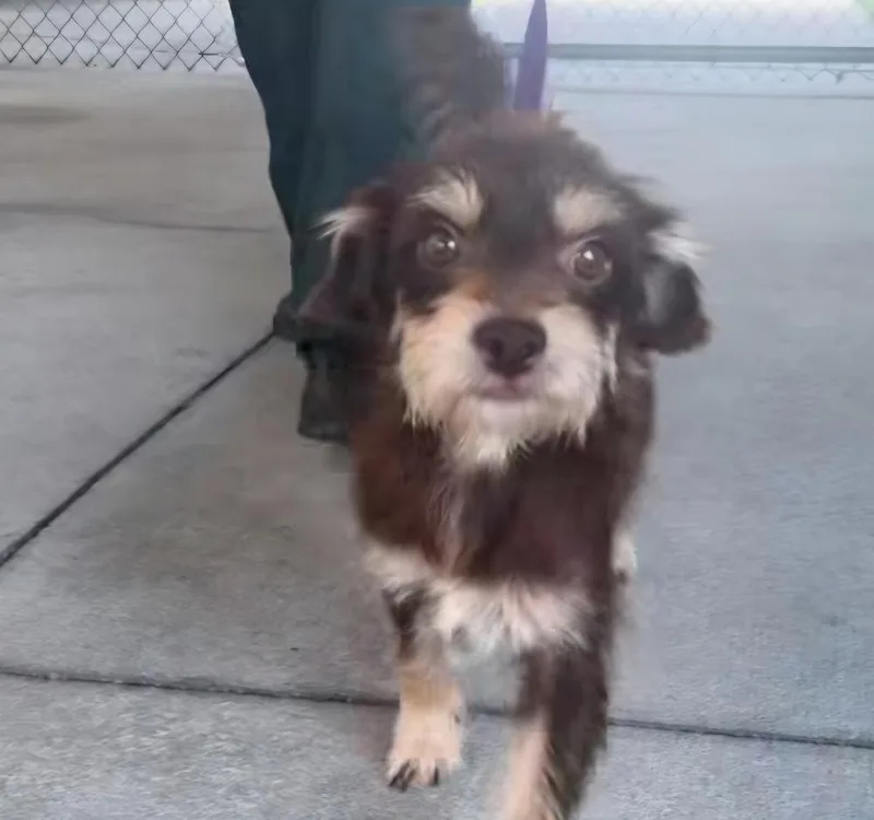 An adult small-sized male Tricolor (Brown, Black, & White) Schnauzer dog named Jeb for adoption in Lakeland, FL