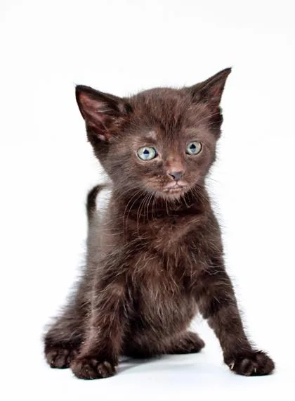 A baby small-sized female Domestic Short Hair cat named Midnight for adoption in Morton Grove, IL