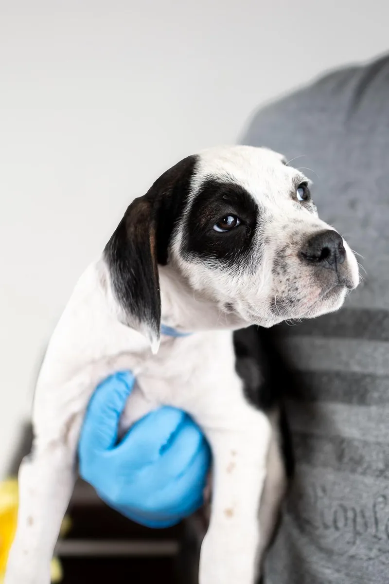 A baby medium-sized male Hound dog named 354-26 for adoption in Brighton, CO