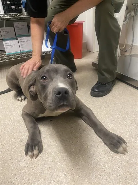 A baby medium-sized male Gray / Blue / Silver Pit Bull Terrier dog named Lois Urgent And for adoption in Thousand Oaks, CA