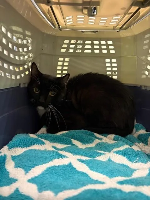 A young large-sized male Domestic Short Hair cat named Wasabi for adoption in Burbank, CA