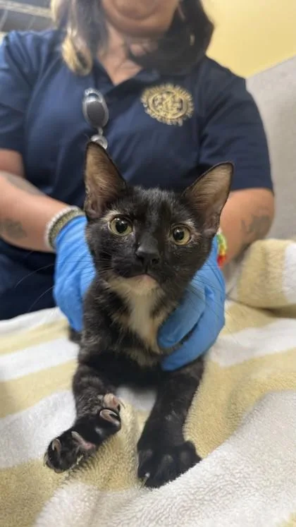 A baby small-sized female Domestic Short Hair cat named Yerba for adoption in Honolulu, HI