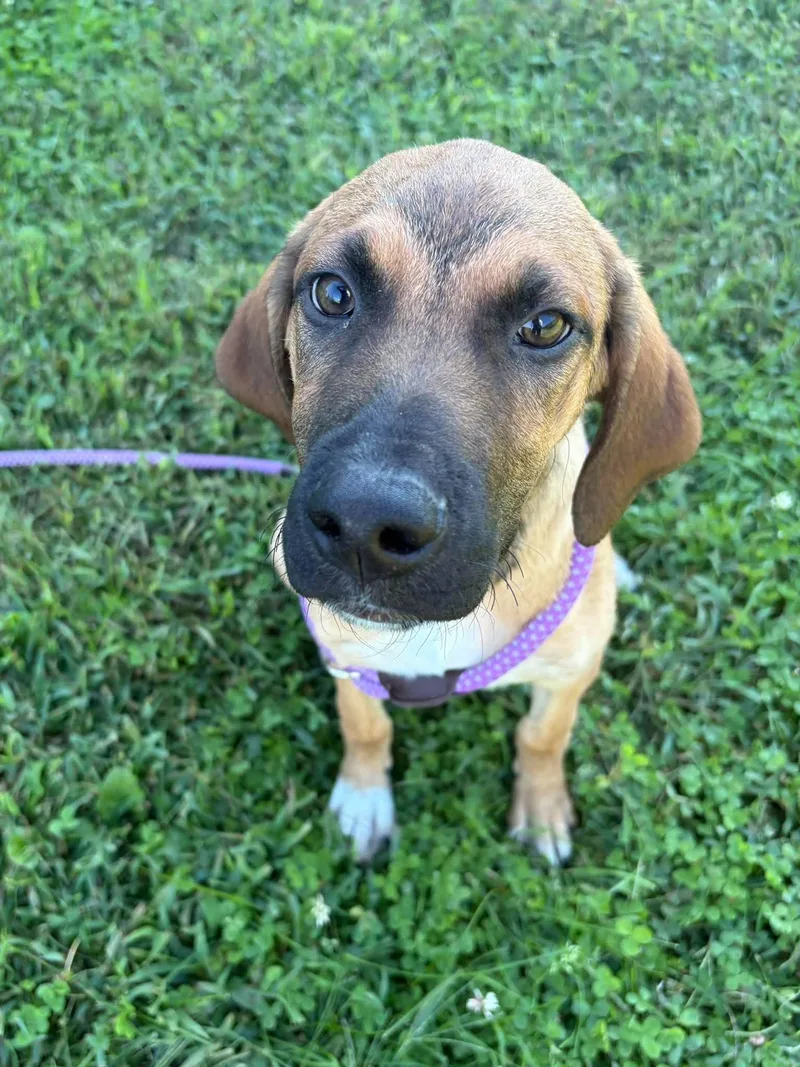 A baby large-sized male Hound dog named Prescott for adoption in Valparaiso, IN