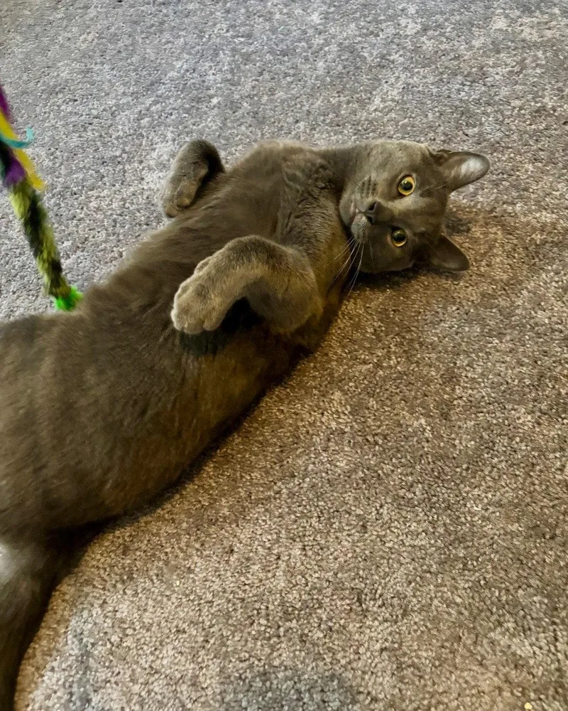 An adult medium-sized male Gray / Blue / Silver Domestic Short Hair cat named Slate for adoption in Wheaton, IL