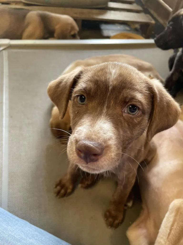 A baby medium-sized female Mixed Breed dog named Affogato for adoption in Florence, SC