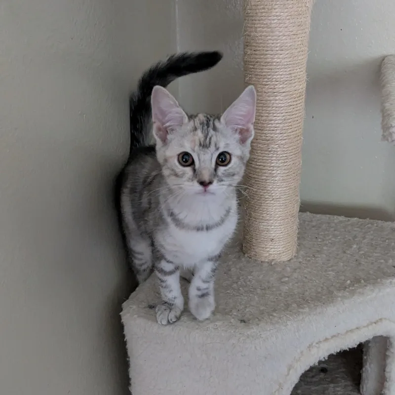 A baby medium-sized female Tabby (Gray / Blue / Silver) Domestic Short Hair cat named Ella for adoption in Vacaville, CA