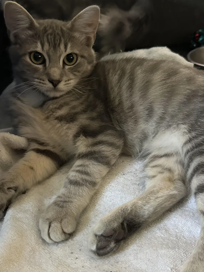 A young medium-sized male Tabby (Gray / Blue / Silver) Domestic Short Hair cat named Gravy for adoption in Baltimore, MD