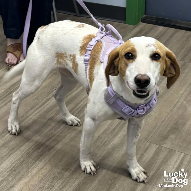 Poppyseed thumbnail 2