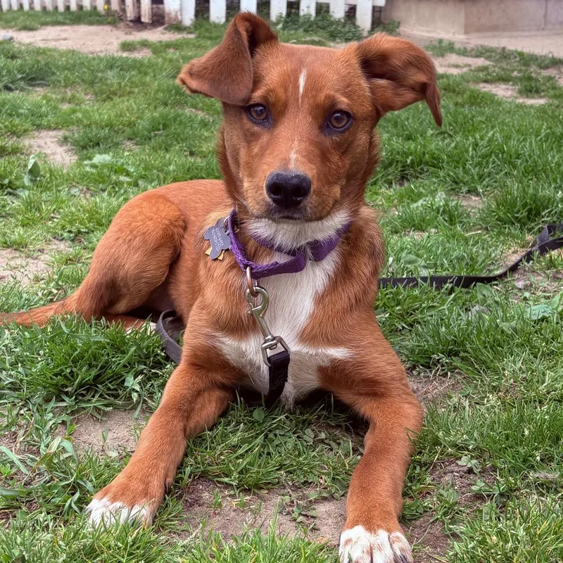 A young medium-sized female Mixed Breed dog named Amber for adoption in Fenton, MI