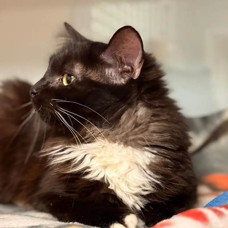 Cleo thumbnail 4