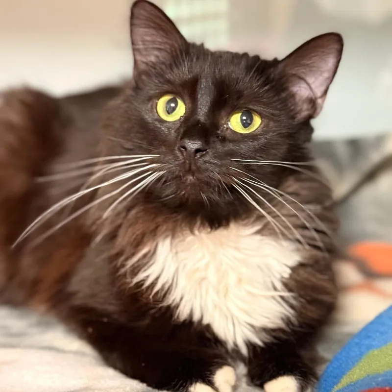 Cleo thumbnail 5