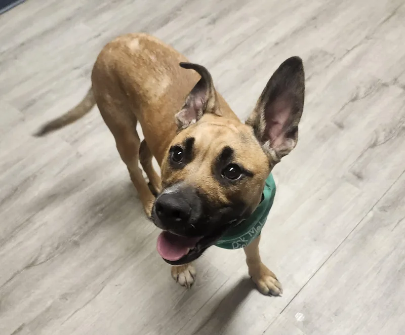 A young medium-sized male White / Cream Basenji dog named Armorall for adoption in Mansfield, OH