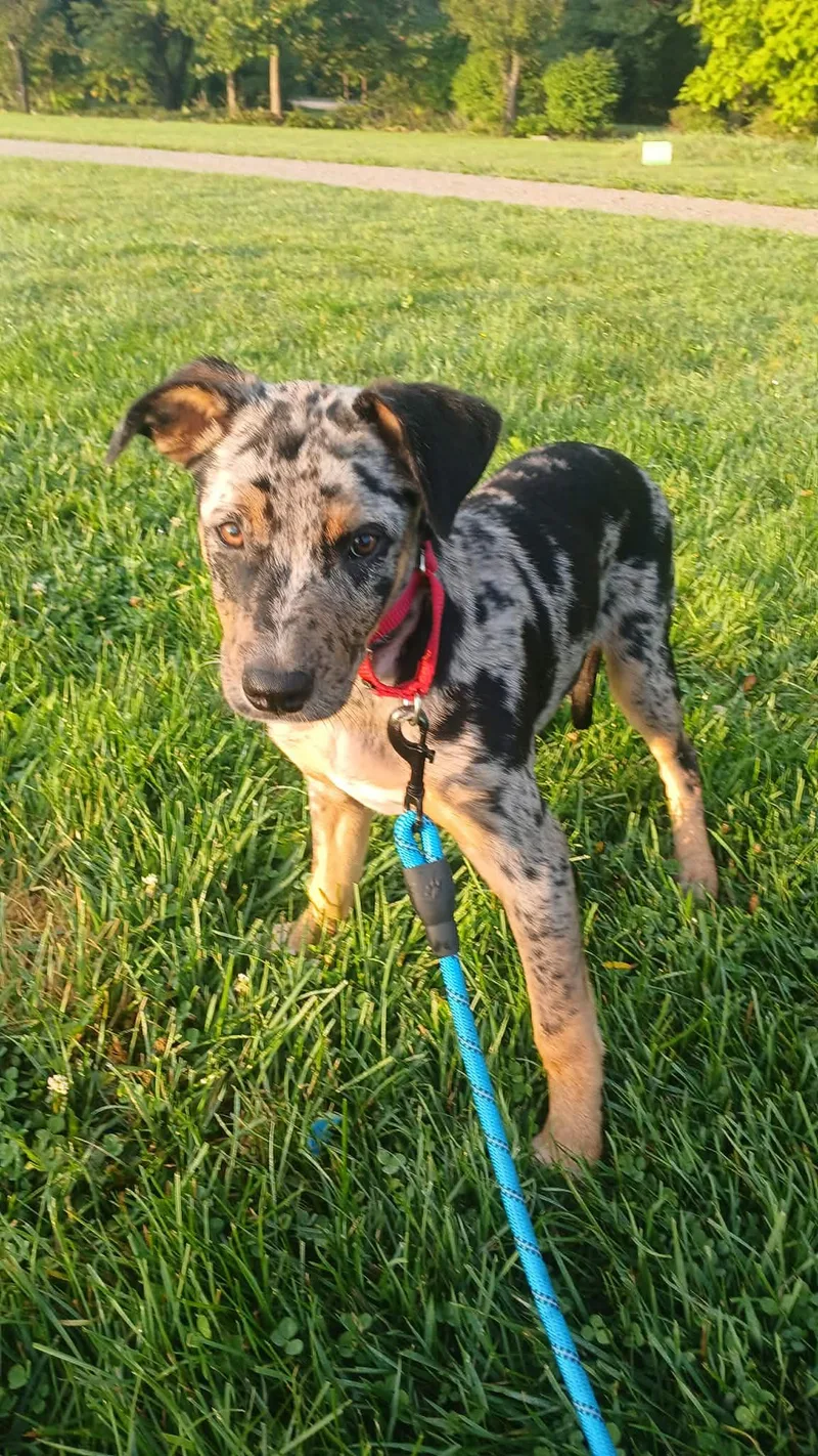A young medium-sized female Mixed Breed dog named Loon  BO for adoption in Clinton, MI