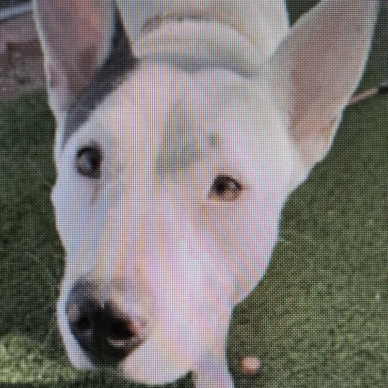 An adult medium-sized female White / Cream Pit Bull Terrier dog named Prickly Pear for adoption in Phoenix, AZ