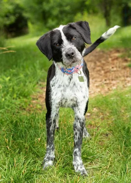 An adult medium-sized male Black Mixed Breed dog named Mister for adoption in Hamilton, OH