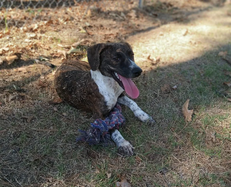 A young small-sized female Rat Terrier dog named Luna for adoption in North Little Rock, AR