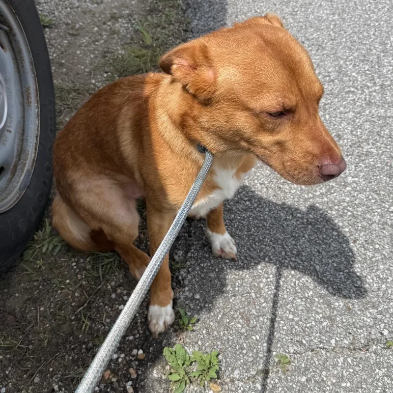 A young medium-sized male Red / Chestnut / Orange Australian Kelpie dog named Trooper for adoption in Galveston, TX