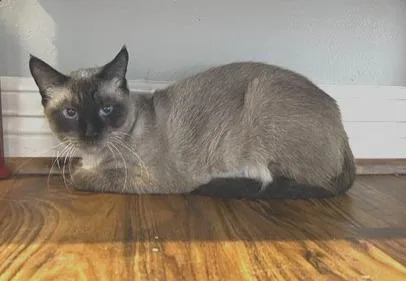 A young medium-sized female Siamese cat named Pawlette for adoption in Magnolia, TX