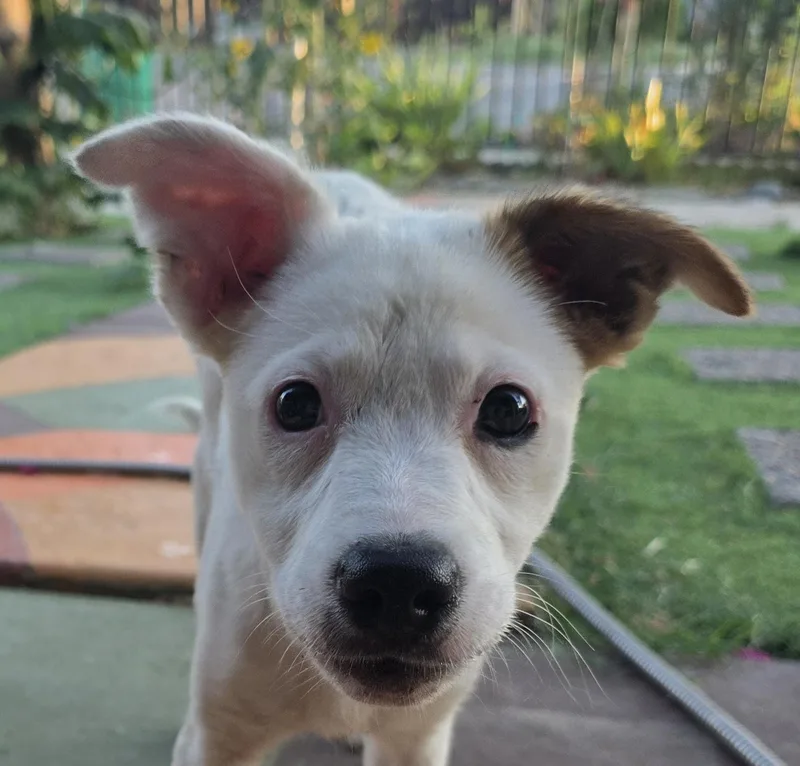 A baby small-sized female White / Cream Parson Russell Terrier dog named New Puppy for adoption in Cantua Creek, CA