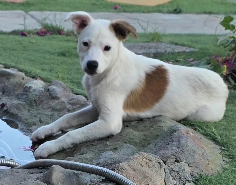 New Puppy thumbnail 2