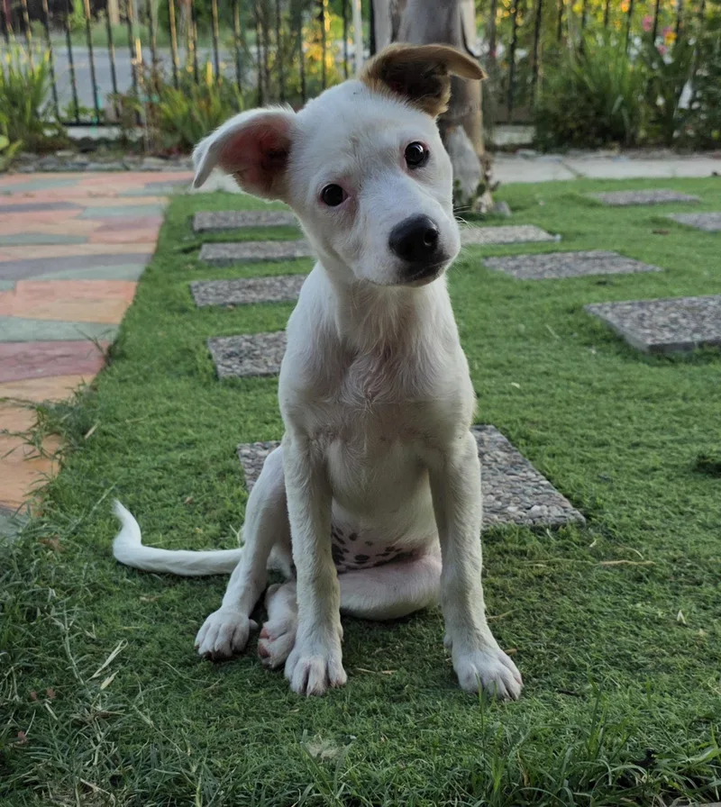 New Puppy thumbnail 3