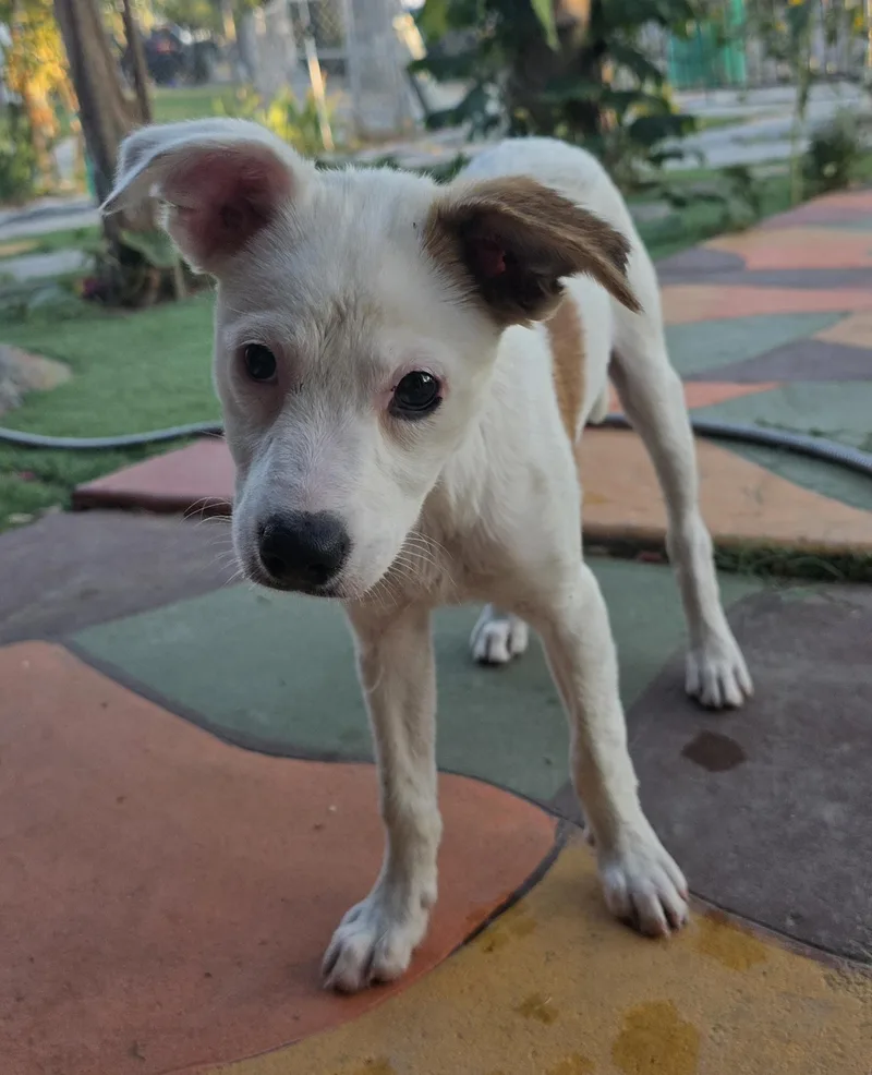 New Puppy thumbnail 4