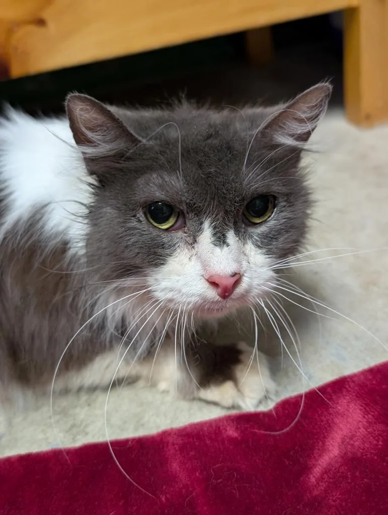 Grizabella