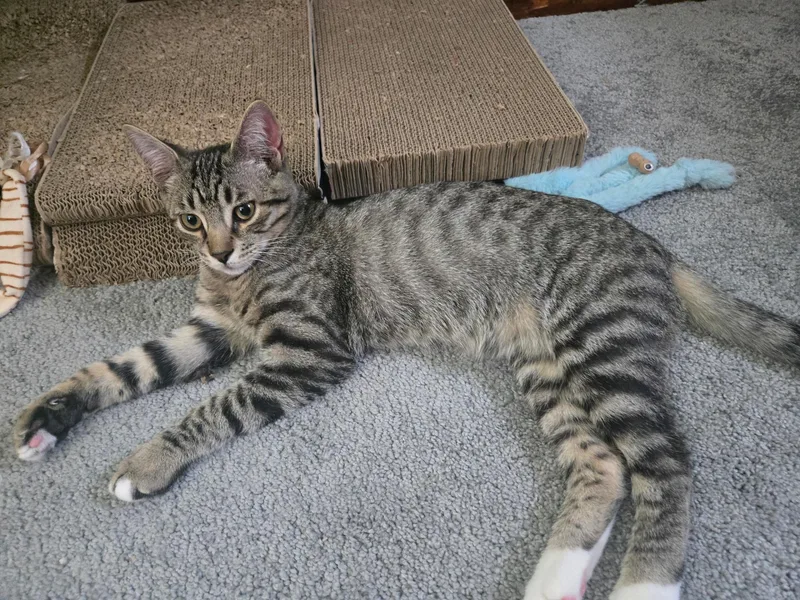 A young medium-sized male Tabby cat named Bowen & Bonzo for adoption in Buffalo, NY