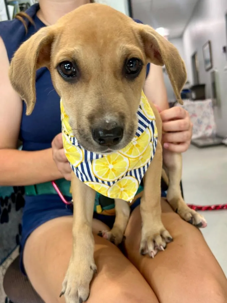 A baby medium-sized female Mixed Breed dog named Sydney for adoption in Denham Springs, LA