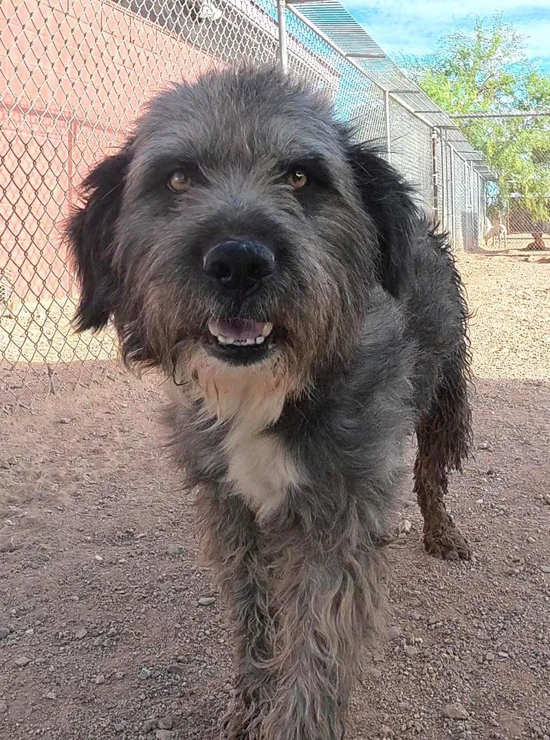 An adult medium-sized male Terrier dog named Charlie Brown aka Pig for adoption in Queen Creek, AZ